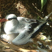 Red-billed Tropicbird